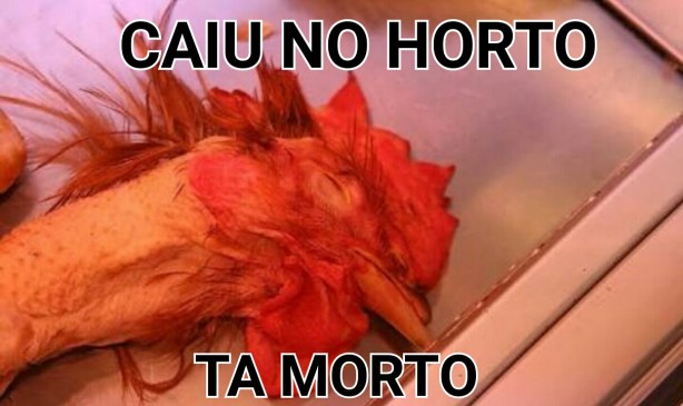Caiu no Horto?!?