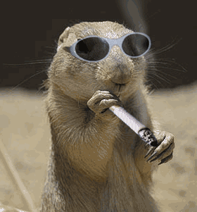 Resultado de imagem para engracados gif