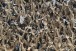 Pior marca da Arena Corinthians supera p�blico das semifinais da Ta�a Guanabara 2017