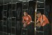 Matheus Matias e outros sete: os corinthianos ainda n�o aproveitados por Carille em 2018