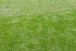 Corinthians consegue limpar pichao de gramado da Arena; veja fotos