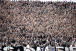 Fiel vai � loucura com t�tulo do Corinthians na Copinha; veja repercuss�o