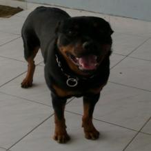 LUIZ