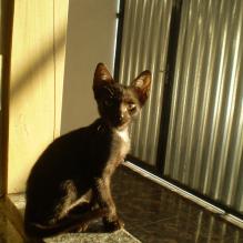 Cosme