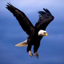 The