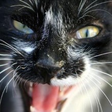 Gato