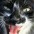 Foto do perfil de Gato Profano