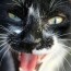 Foto do perfil de Gato