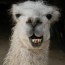Foto do perfil de Lhama