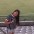andriele