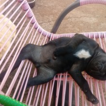 Rodolfo