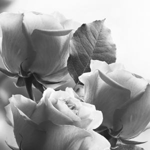Erich