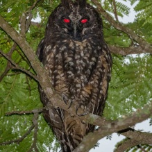 Oseias