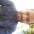 Cleones