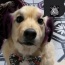 Foto do perfil de Godolfredo_doguinho