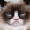 Foto do perfil de Grumpy Cat