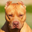 Foto do perfil de Pitbull
