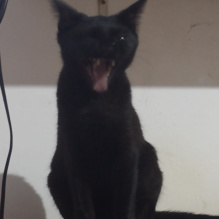 jo