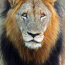 Foto do perfil de Makhulu