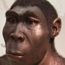 Homo