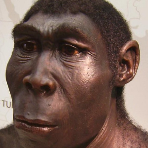 Homo