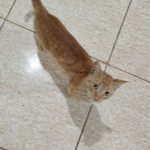 Davi