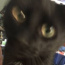 Avatar de Gato corinthiano