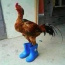 Foto do perfil de Galud�o