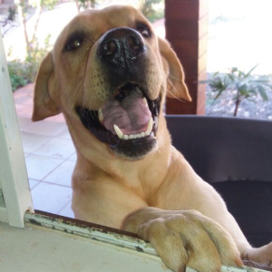 Bruno