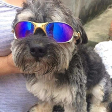 Cachorro