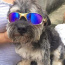 Avatar de Cachorro de Juliet