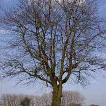 �rvore