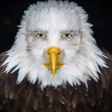 Gabriel