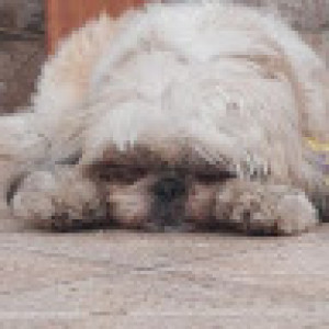 Bruno