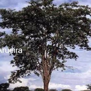 Idivaldi