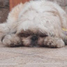Bruno