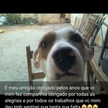 Obede