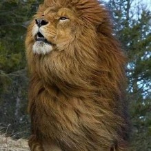 Fabio