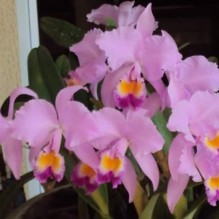 Marilza