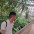 Jonatan
