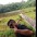 Gustavo