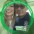 Hiquinho