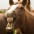 Foto do perfil de Cumpadi Equino