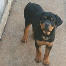 Felipe Messias