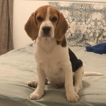 M�rio Pieroni