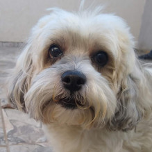 Italo