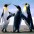 Cidad�o do Mundo