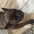 Fabr�cio Shelby