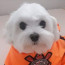 Foto do perfil de Levite Sousa