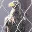 Foto do perfil de Luciano Piccoli